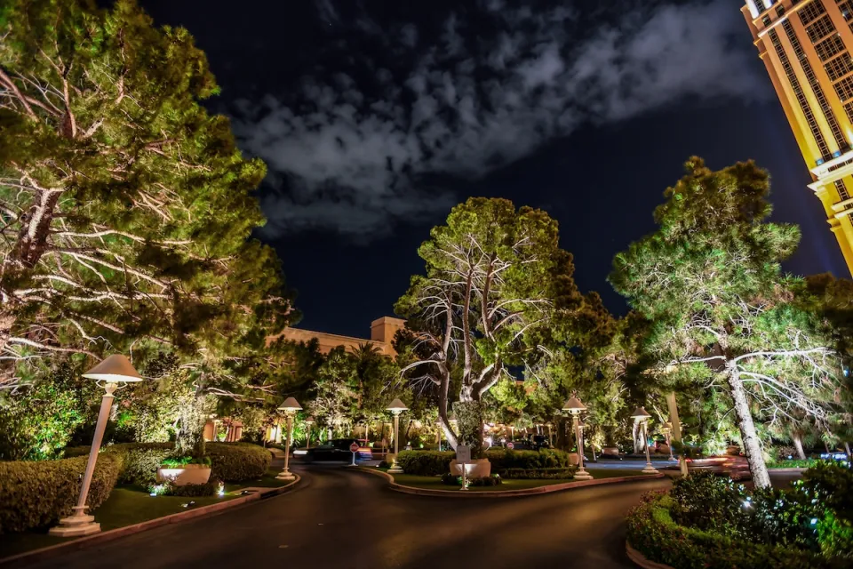 Large trees on street in Las Vegas at night.